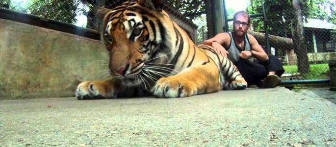 Turist rănit de tigru în Thailanda