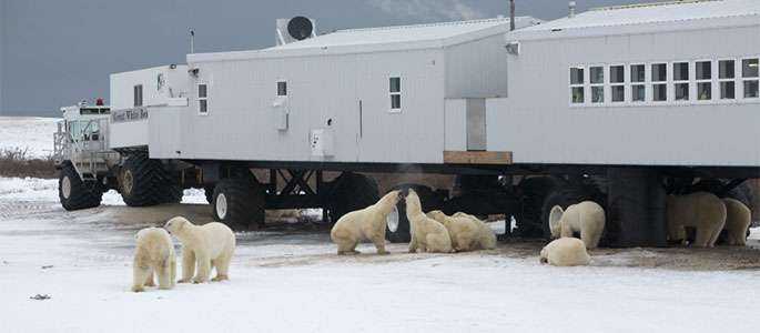 Față în față cu urșii polari, într-un hotel din Manitoba