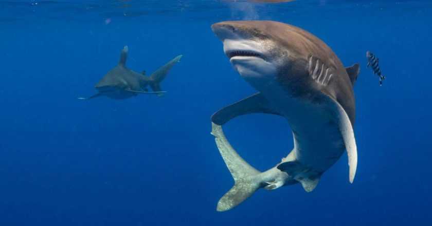 Atac al rechinilor în stațiunea Sharm El-Sheikh – Egipt